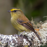 Yellow-bellied Chat-Tyrant